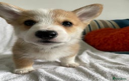 Welsh Corgi Pembroke dogs for sale: SHOW QUALITY Pembroke Welsh Corgi Pups - Image 2