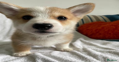 Welsh Corgi Pembroke dogs - Advert 10