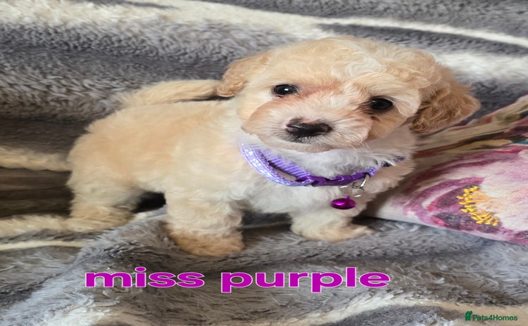 Maltipoo dogs - Advert 4