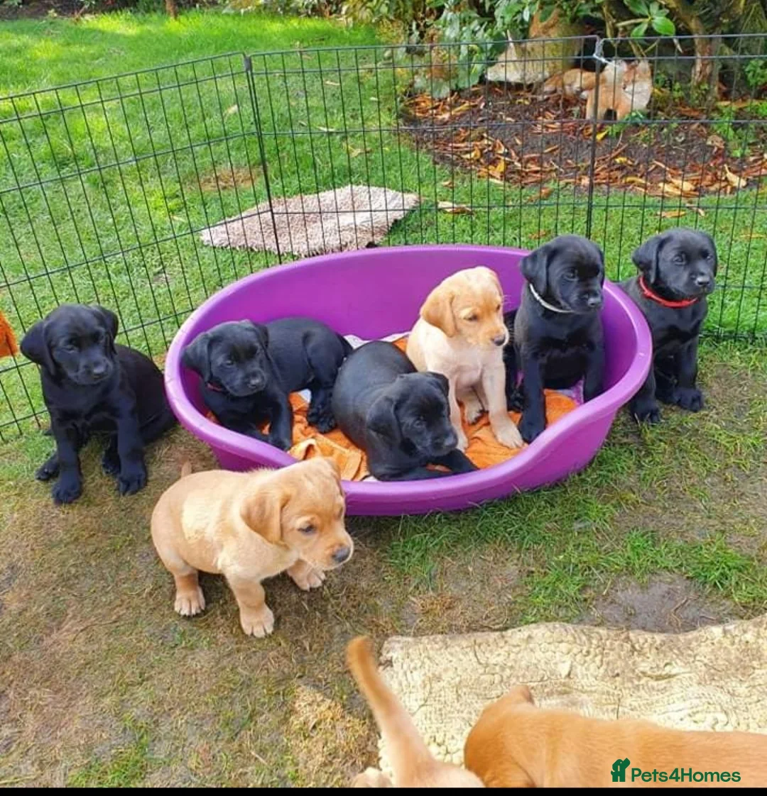 Labrador Retriever dogs for stud: * At Stud KC Health tested Labrador* in Malton - Advert 10