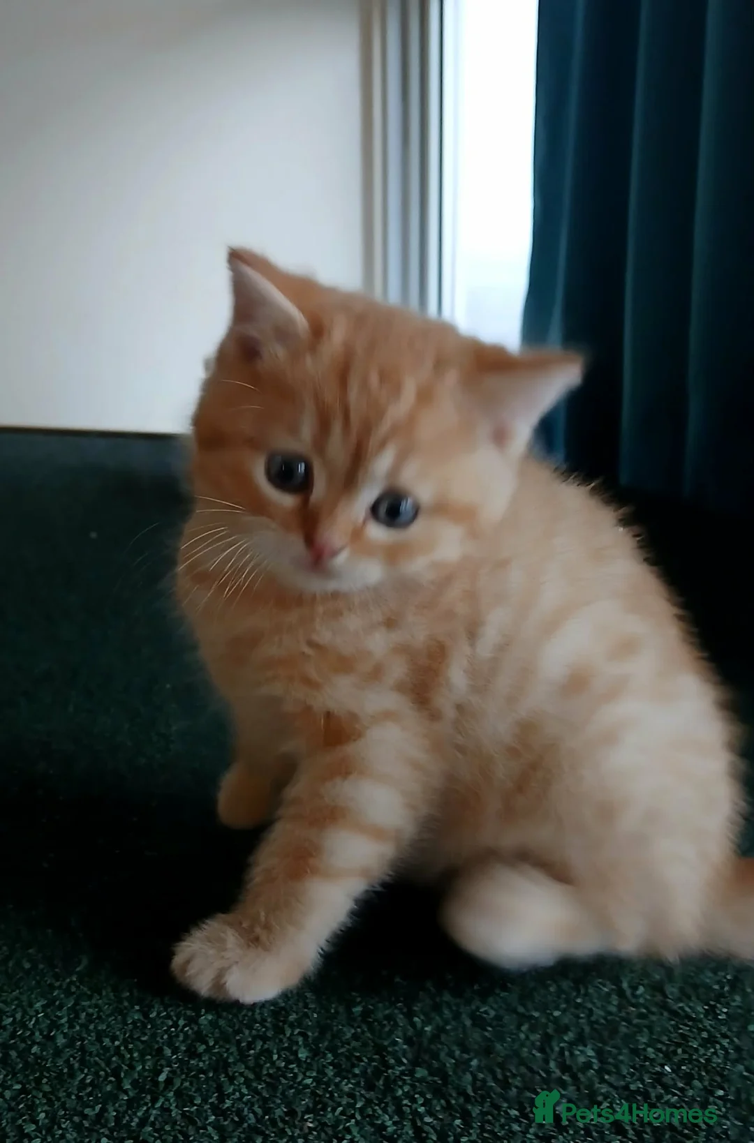 Mixed Breed cats for sale: Only one ginger kitten boy is available. - Advert 2