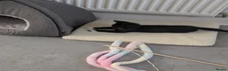 Domestic Shorthair cats for adoption: Bonded Rescue Kittens Looking for a Forever Home - Advert 5