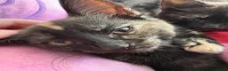 Mixed Breed cats for sale: 3 female kittens - Advert 11