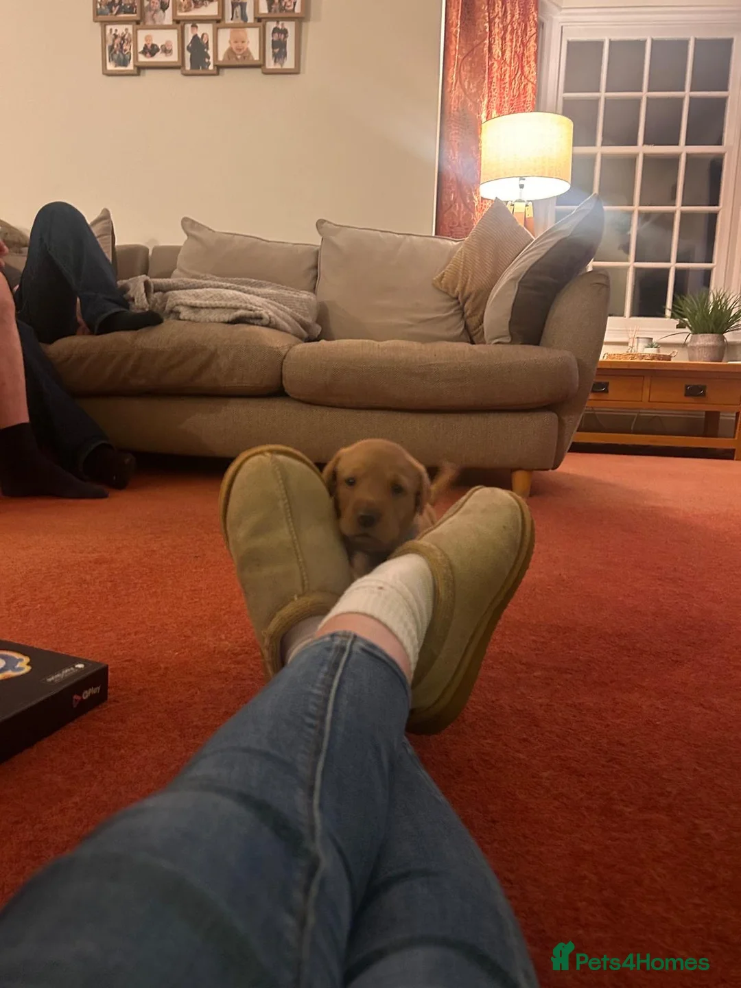 Labrador Retriever dogs for sale: Fox Red Labradors  - Advert 2