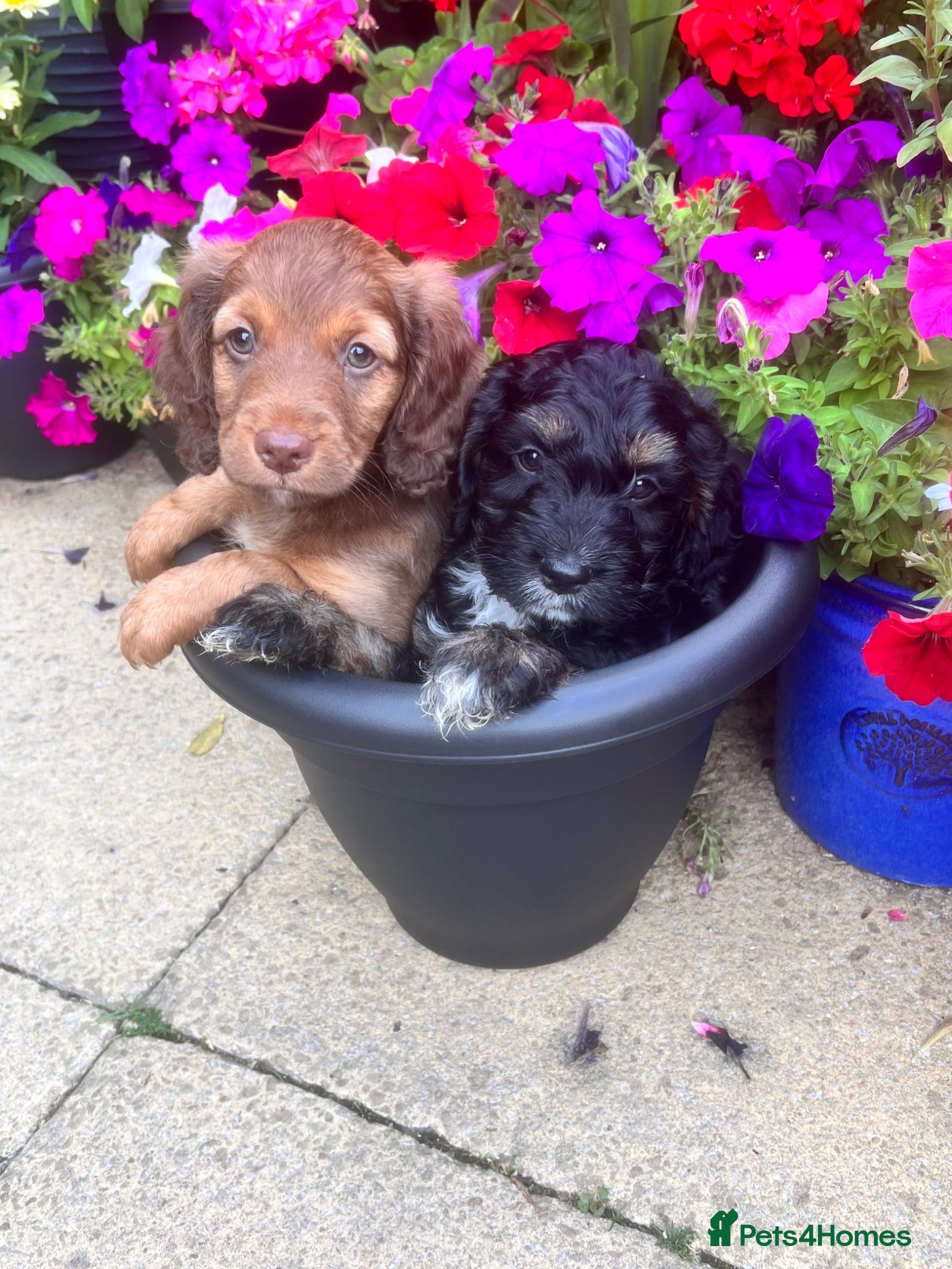 Cockapoo dogs Cockapoo puppies! ready Wednesday  - Advert 10