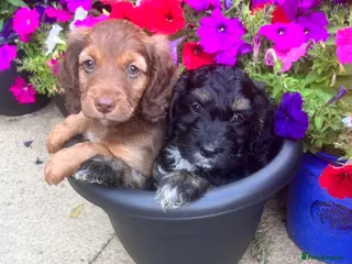 Cockapoo dogs Cockapoo puppies! ready Wednesday - Advert 1