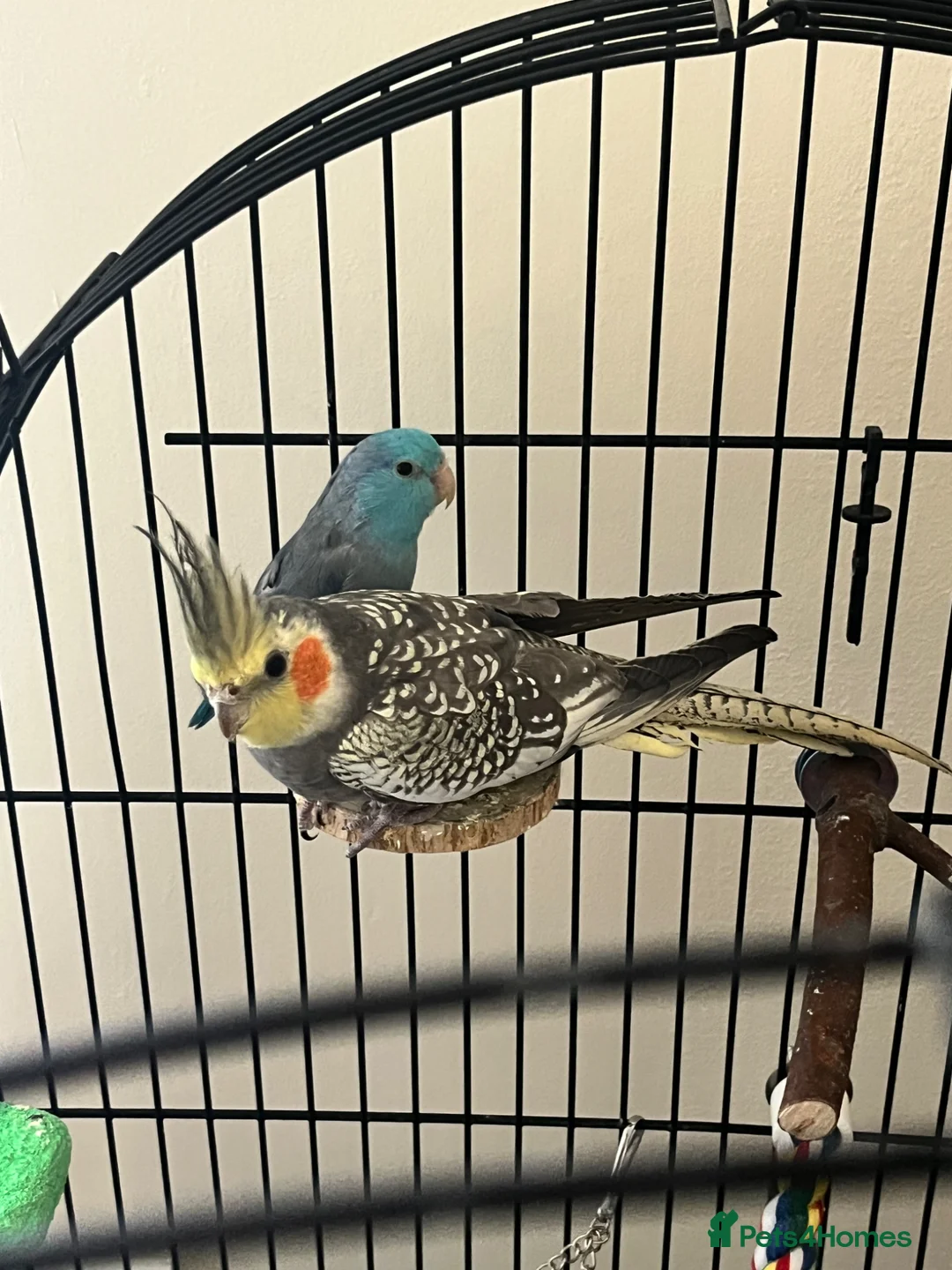 Cockatiels birds for sale: Pearl (opaline) grey cockatiel  - Advert 2