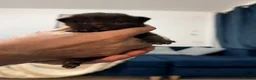 British Longhair cats for sale: 5 adorable kittens  - Advert 6