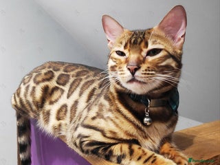 Bengal cats - Advert 14