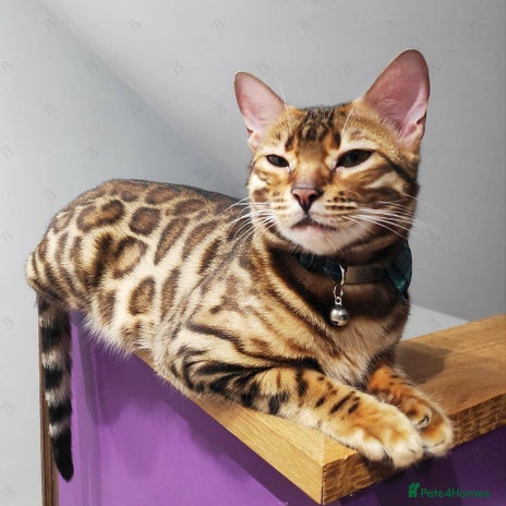 Bengal cats - Advert 9