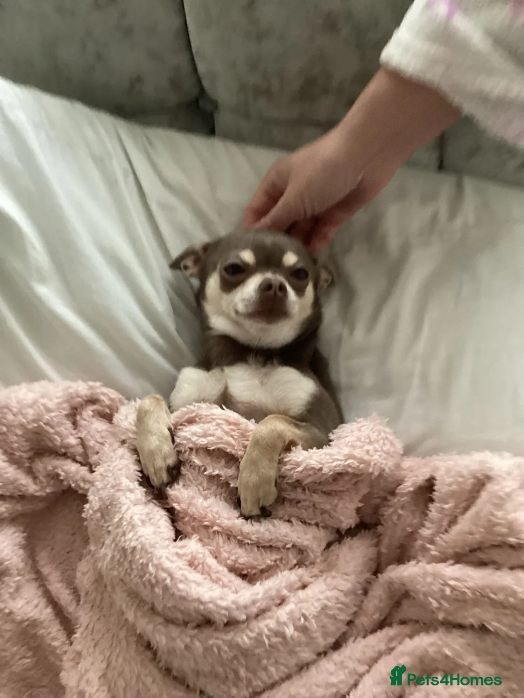 Chihuahua dogs for sale: Apple head Chihuahua puppies for sale!! 🐕 - Advert 2