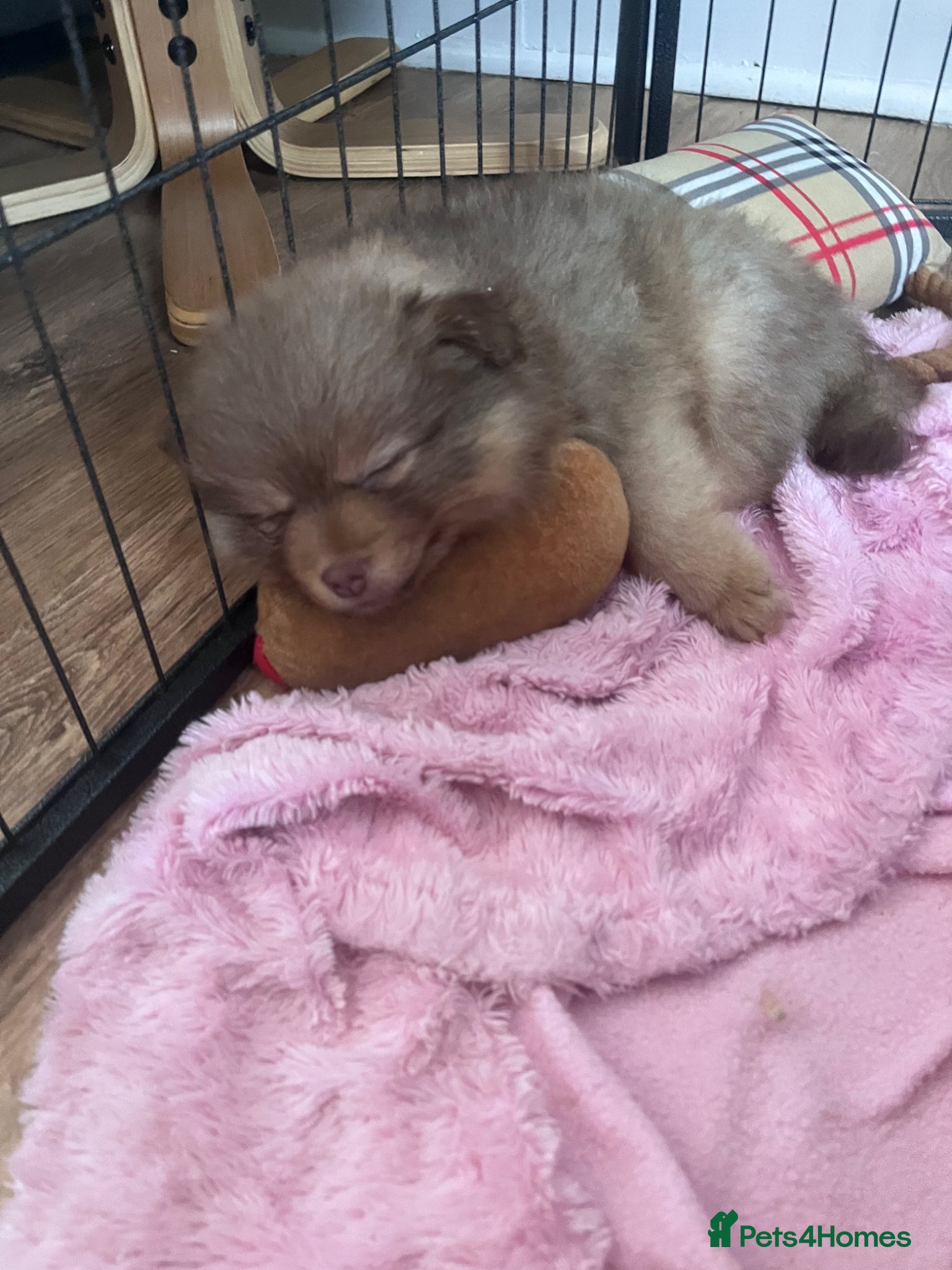 Pomeranian dogs LAST BOY LOOKING FOR HIS FOREVER HOME - Advert 4