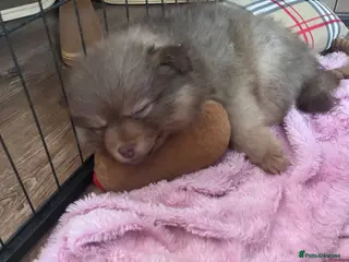Pomeranian dogs LAST BOY LOOKING FOR HIS FOREVER HOME - Advert 2