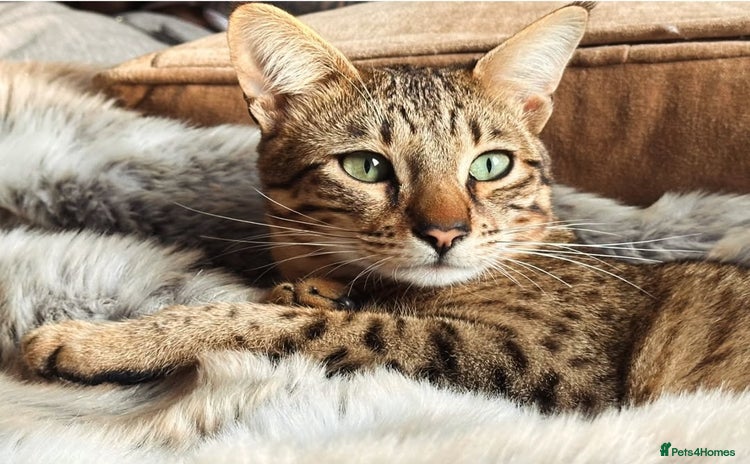 Savannah cats Adult F6 Savannah For Sale - Advert 3