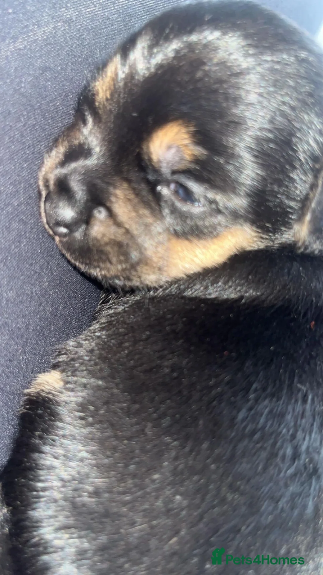 Mixed Breed dogs for sale: 🐶 Adorable Jack Russell Terrier Puppy 🐶 - Advert 9