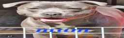 Staffordshire Bull Terrier dogs for sale: Blue Kc staffies for sale  - Advert 10