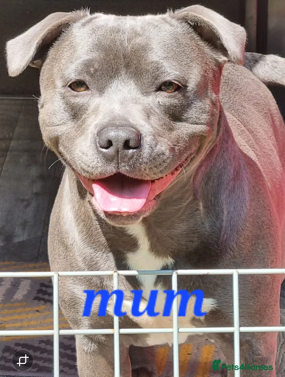 Staffordshire Bull Terrier dogs for sale: Blue Kc staffies for sale  - Advert 2