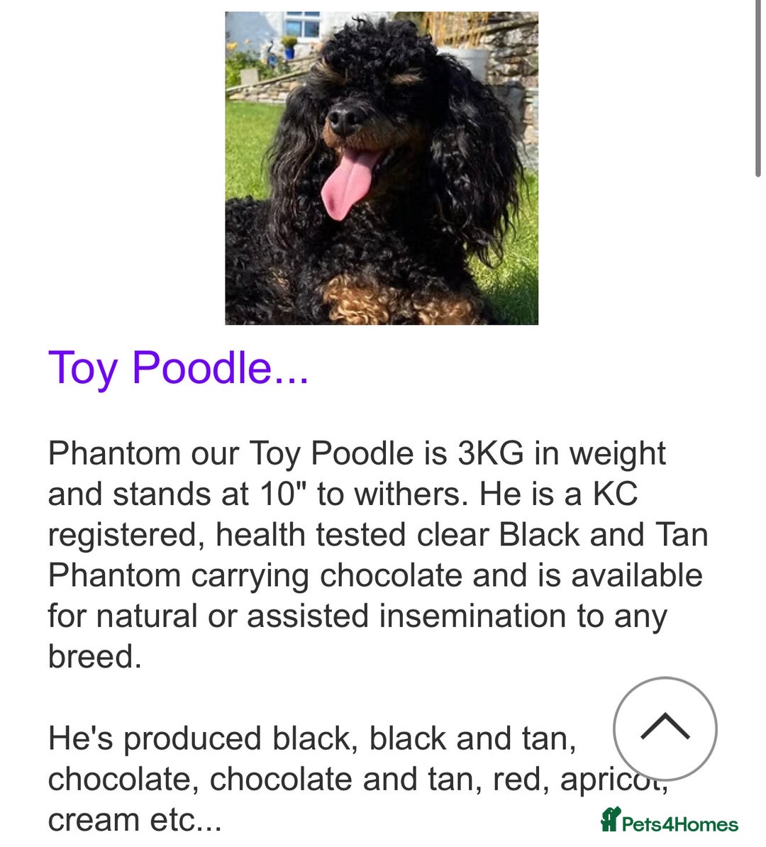 Cockapoo dogs for sale: Toy cockerpoo puppies  - Advert 17