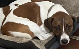 Jack Russell dogs for stud: Jack Russell Stud - Image 9