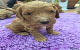 Goldendoodle dogs for sale: Beautiful F1B Goldendoodle Puppies DNA tested - Image 7