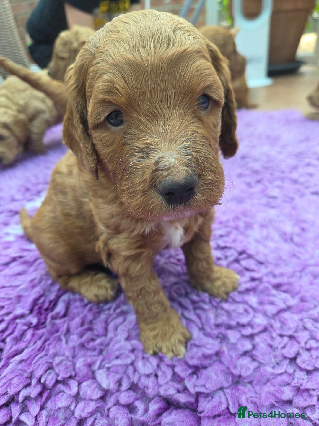 Goldendoodle dogs for sale: Beautiful F1B Goldendoodle Puppies DNA tested - Image 7