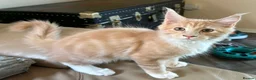 Maine Coon cats for sale: Ready Now Pedigree TICA Maine Coon Kittens - Advert 2