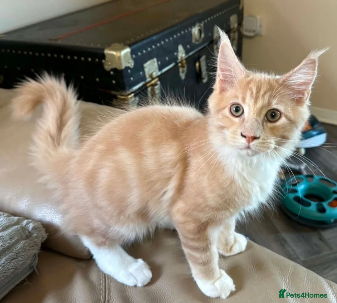 Maine Coon cats for sale: Ready Now Pedigree TICA Maine Coon Kittens - Advert 2