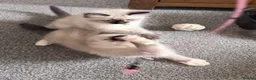 Ragdoll cats for sale: 3 Ragdoll boys  - Advert 13