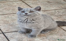 British Shorthair cats for sale: British Shorthair kittens.  - Image 5