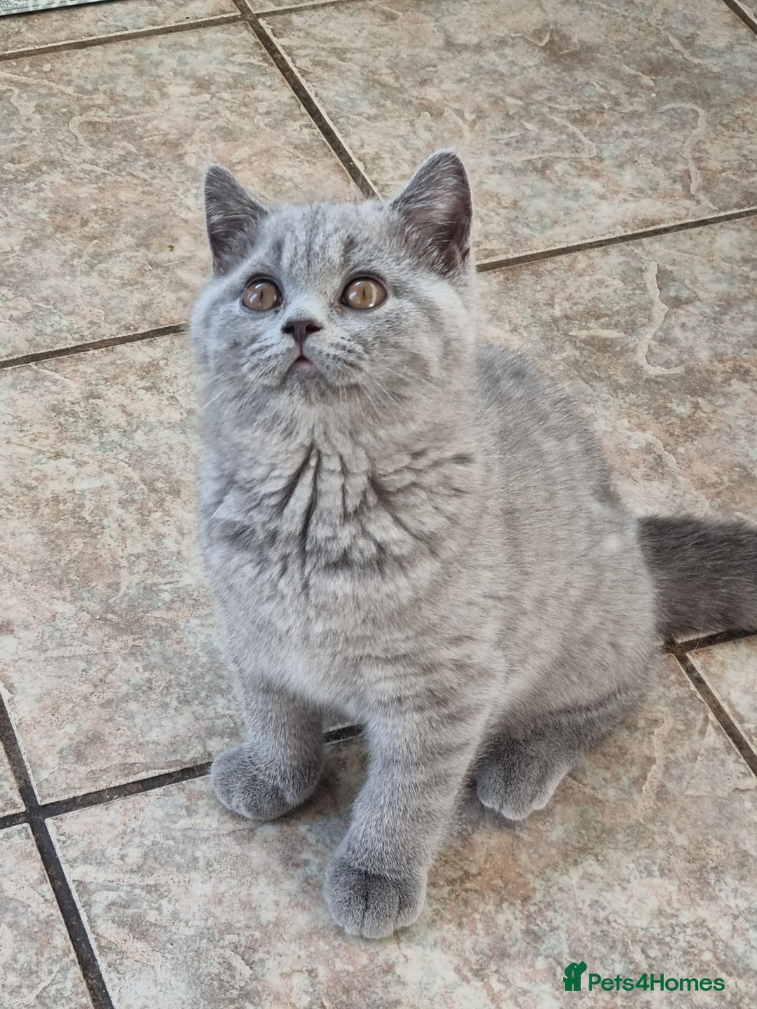 British Shorthair cats for sale: British Shorthair kittens.  - Image 5