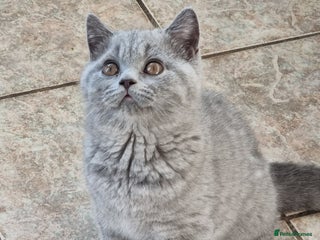 British Shorthair cats - Advert 38