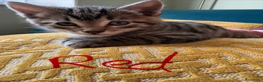 Mixed Breed Kitten 3