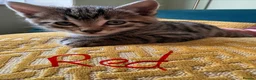 Mixed Breed cats for sale: Beautiful kittens in Strathdon - Advert 2