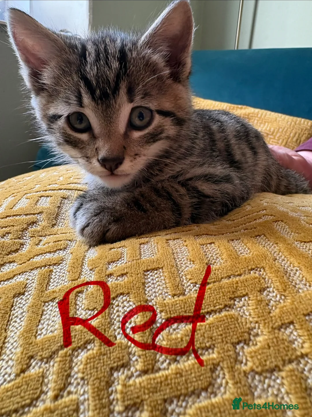 Mixed Breed cats for sale: Beautiful kittens in Strathdon - Advert 2
