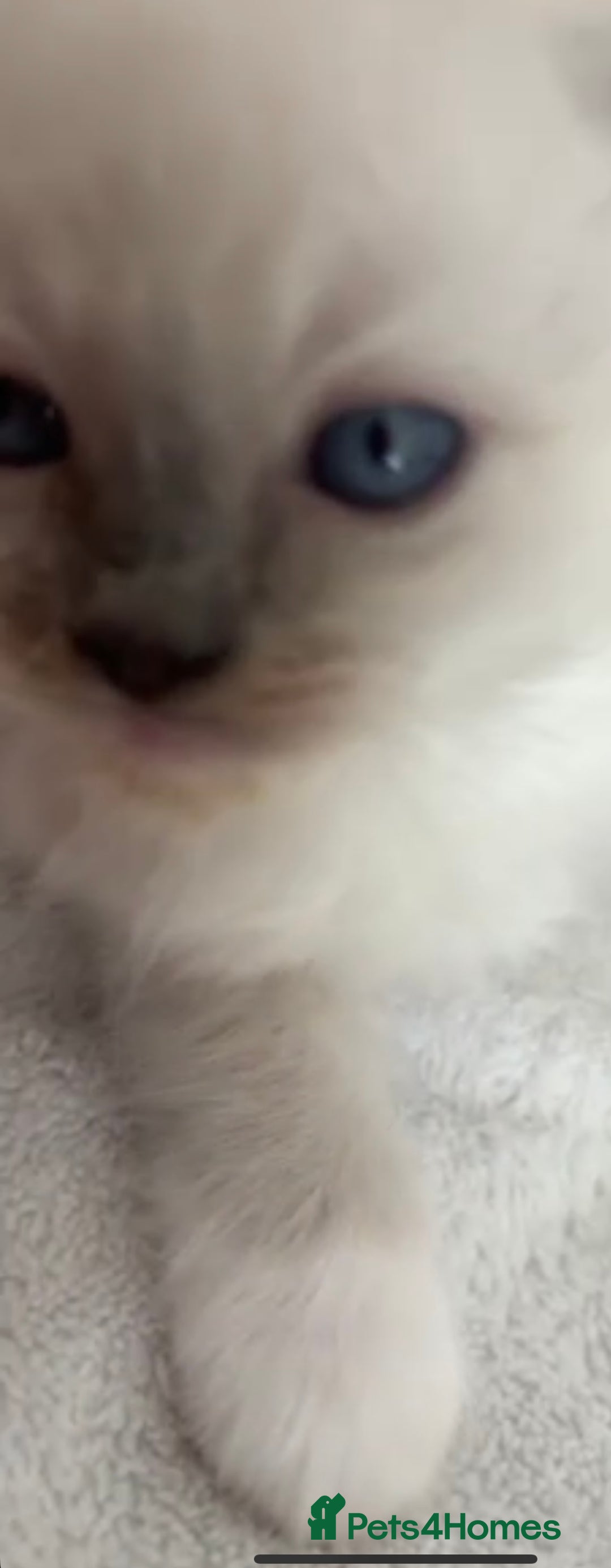 Ragdoll cats for sale: Full Ragdoll Kittens - Both Parents are Pedigree - Image 5
