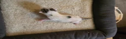 Mixed Breed cats for sale: Bengal cross - Advert 3