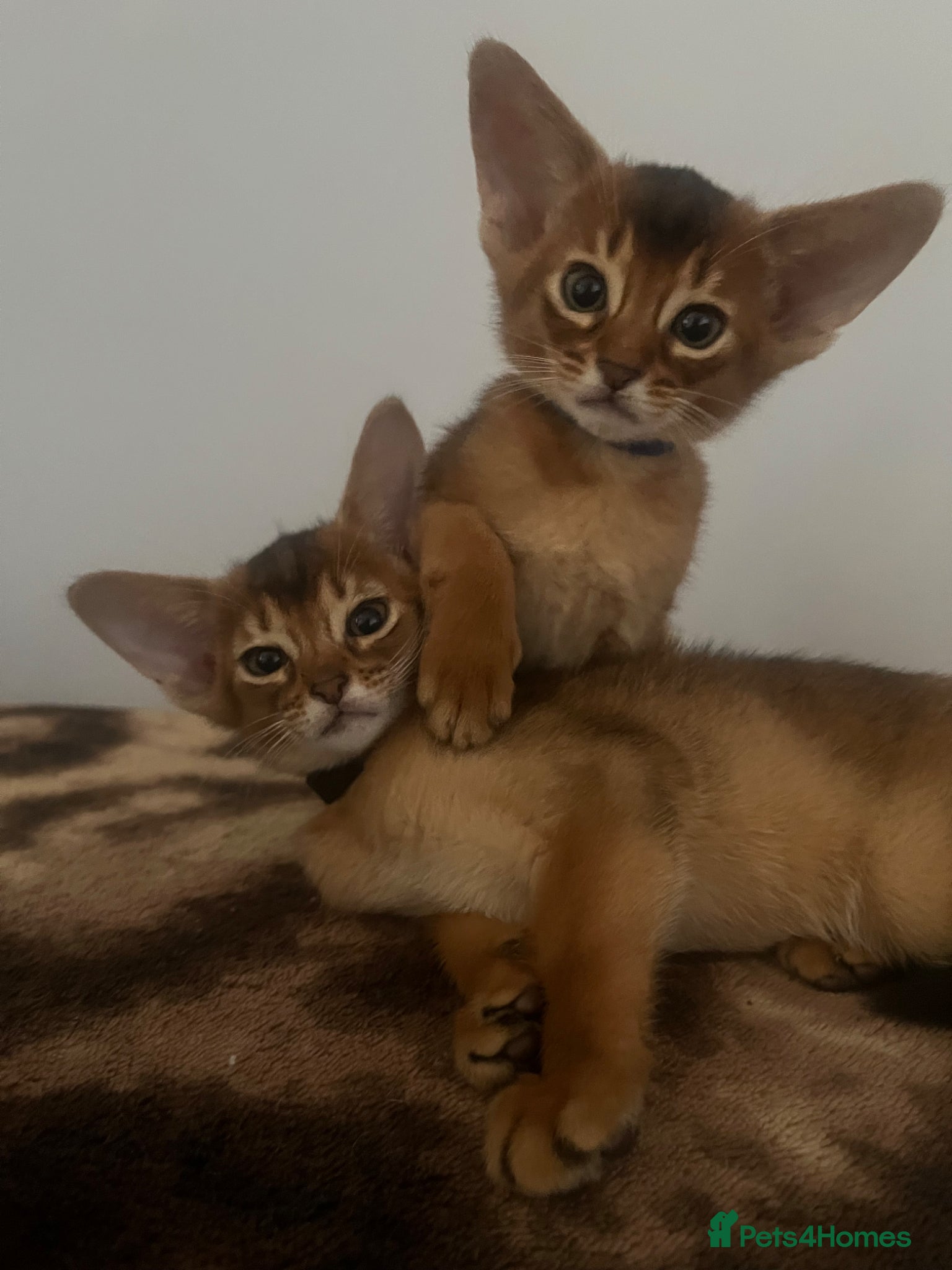 Abyssinian cats Adorable Abyssinian kittens - Advert 2