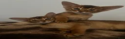 Abyssinian cats for sale: Adorable Abyssinian kittens - Advert 2