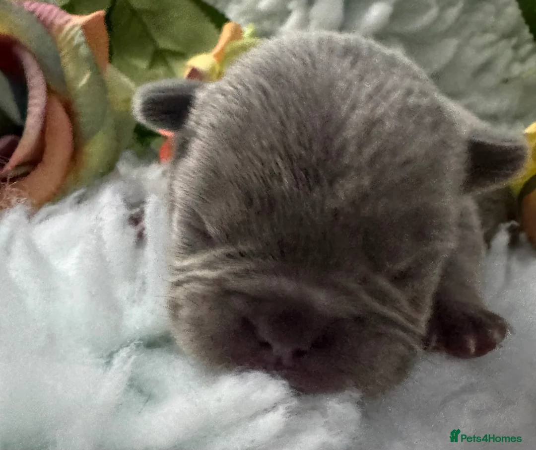 French Bulldog dogs for sale: Out standing french bulldogs merles carry fluffy - Advert 11