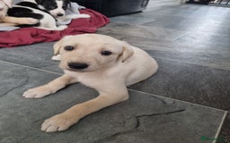Lurcher dogs for sale: 5 lurcher pups looking for forever homes - Image 15