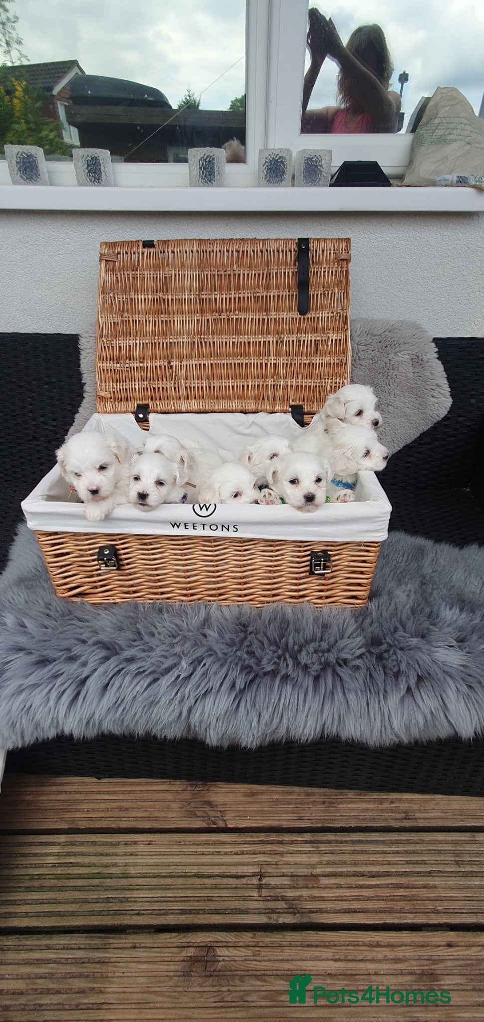 Maltese dogs 🌟KC Registered Maltese Puppies 4 Girls and 4 Boys - Advert 4