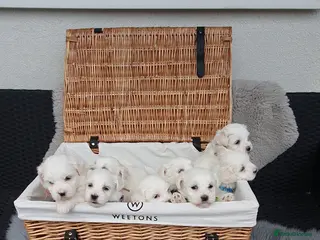 Maltese dogs 🌟KC Registered Maltese Puppies 4 Girls and 4 Boys - Advert 4