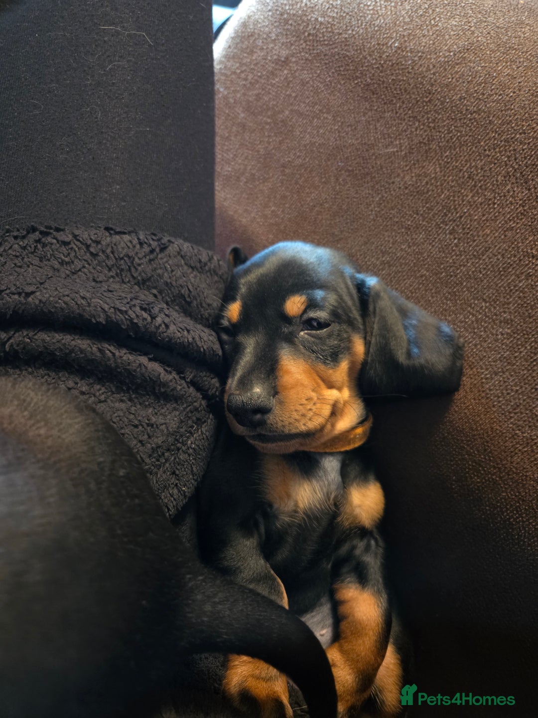 Miniature Dachshund dogs for sale: Only 4 beautiful miniature dachshund puppies - Advert 31