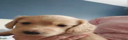 Miniature Dachshund dogs for sale: PEDIGREE CREAM LONG HAIRED MINI DACHSHUNDS - Advert 21