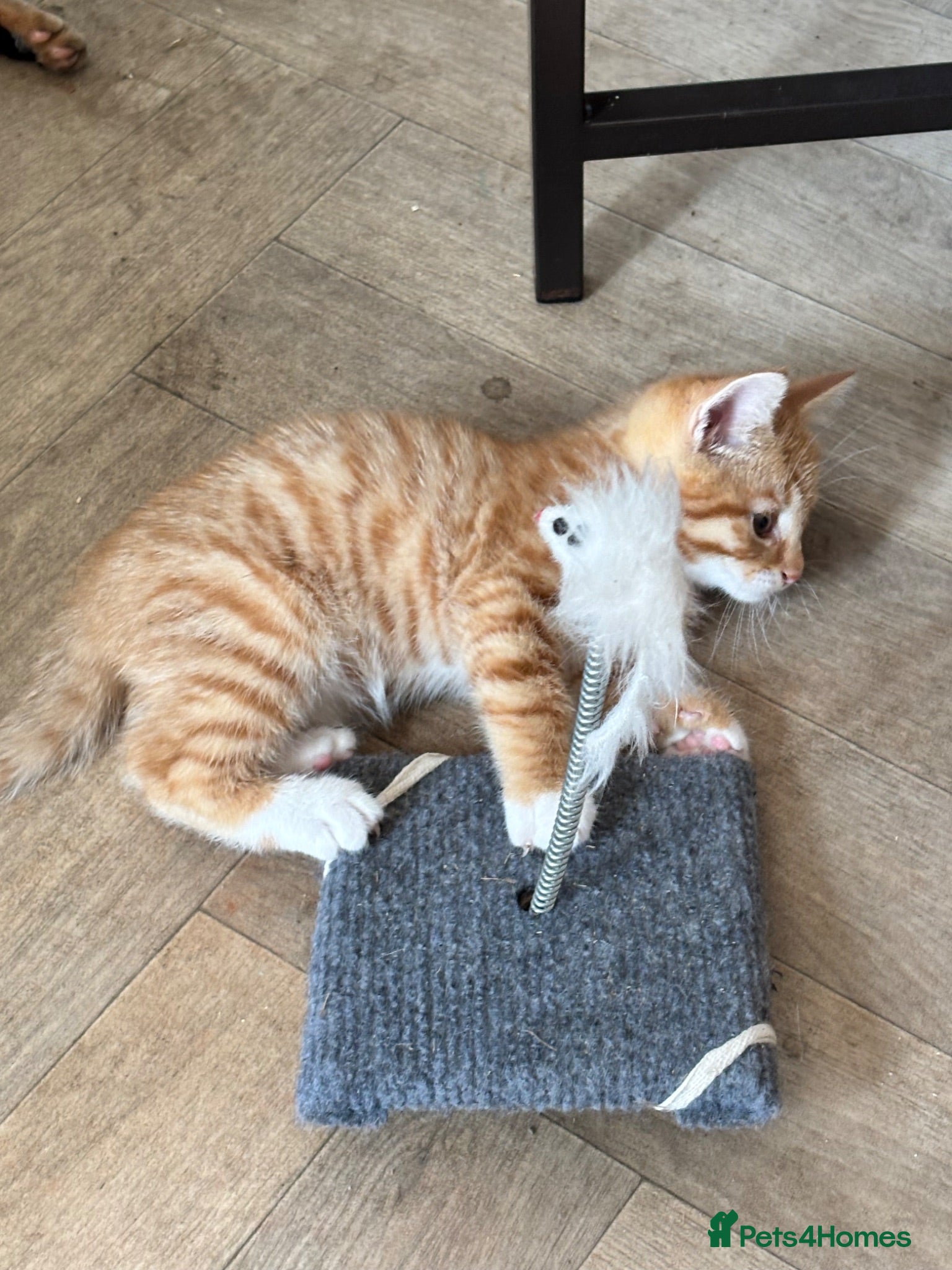Mixed Breed cats Beautiful kittens looking for their forever home - Advert 1