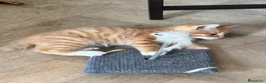 Ginger 