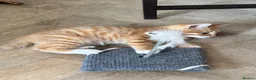Mixed Breed cats for sale: Beautiful kittens looking for their forever home in Derby - Advert 1