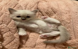 Ragdoll cats for sale: GCCF Registered Ragdolls  - Image 13