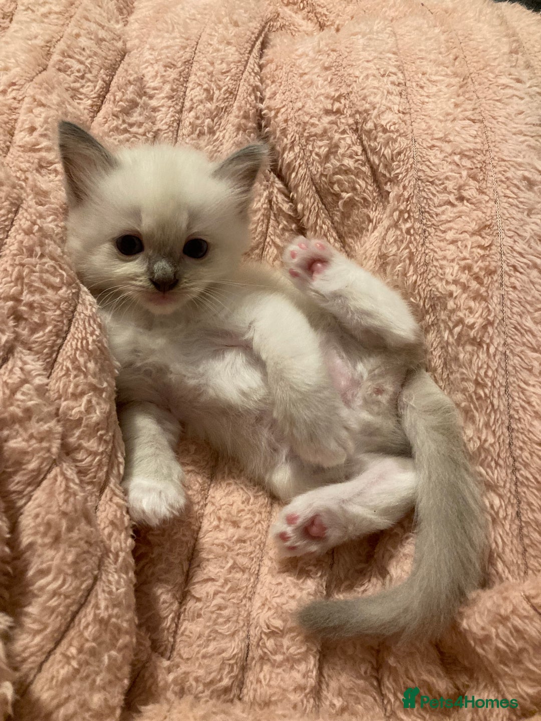 Ragdoll cats for sale: GCCF Registered Ragdolls  - Image 13