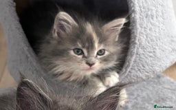 Maine Coon cats for sale: Beautiful female full Maine coon kittens  - Image 3